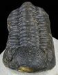 Bargain, Morocops Trilobite - Morocco #58434-3